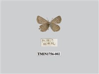 藏品(藍灰蝶)的圖片